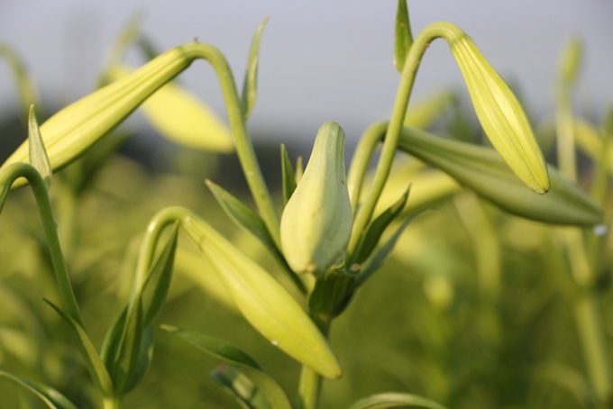 Người dân Huế thu hàng chục triệu đồng mỗi vụ hoa loa kèn